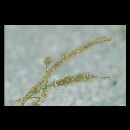 Urocampus carinirostris Castelnau, 1872