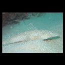 Sunagocia arenicola (Schultz, 1966)