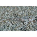 Silhouettea insinuans Smith, 1959