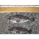 Epinephelus merra Bloch, 1793