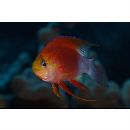 Pseudanthias ventralis hawaiiensis (Randall, 1979)