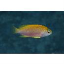 Pseudanthias ventralis hawaiiensis (Randall, 1979)