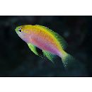 Pseudanthias ventralis hawaiiensis (Randall, 1979)