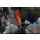 Pseudanthias ventralis hawaiiensis (Randall, 1979)