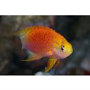 Pseudanthias ventralis hawaiiensis (Randall, 1979)