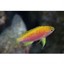 Pseudanthias ventralis hawaiiensis (Randall, 1979)