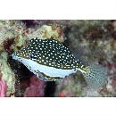 Ostracion whitleyi Fowler, 1931