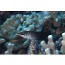 Gomphosus varius Lacepede, 1801