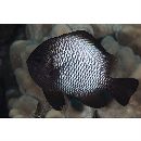 ハワイアン・ダシルス