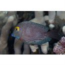 Ctenochaetus strigosus (Bennett, 1828)