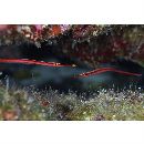 Doryrhamphus (Dunckerocampus) baldwini (Herald et Randall, 1972)