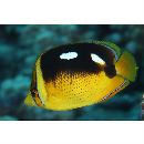 Chaetodon quadrimaculatus Gray, 1831