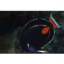 Acanthurus achilles Shaw, 1803