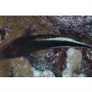 Paracirrhites forsteri (Schneider, 1801)