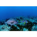 Plectorhinchus picus (Cuvier, 1828)