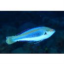 Cirrhilabrus punctatus Randall et Kuiter, 1989