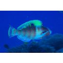 Scarus longipinnis Randall et Choat, 1980