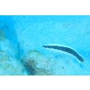 Coris picta (Bloch et Schneider, 1801)