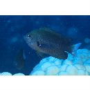 Pomacentrus brachialis Cuvier, 1830