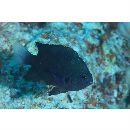 Pomacentrus brachialis Cuvier, 1830