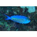 Genicanthus watanabei (Yasuda et Tominaga, 1970)