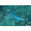 Pseudocoris yamashiroi (Schmidt, 1931)