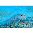 Parapercis multiplicata Randall, 1984