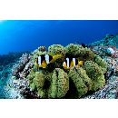 Amphiprion clarkii (Bennett, 1830)