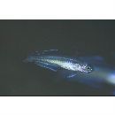 Oxymetopon sp. 3 of Suzuki in Senou, ed. (2004)