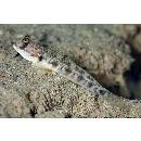 Oxyurichthys papuensis (Valenciennes, 1837)