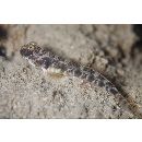 Oxyurichthys papuensis (Valenciennes, 1837)