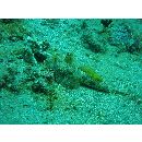 Dactylopus dactylopus (Valenciennes, 1837)