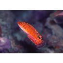 Paracheilinus lineopunctatus Randall et Lubbock, 1981