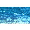 Ptereleotris zebra (Fowler, 1938)