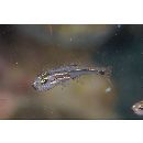 Ostorhinchus neotes (Allen, Kuiter et Randall, 1994(