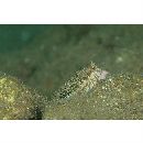 Salarias guttatus Valenciennes, 1836