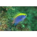 Chrysiptera bleekeri (Fowler et Bean, 1928)