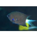 Chromis caudalis Randall, 1987