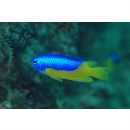 Pomacentrus auriventris Allen, 1991