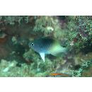 Chrysiptera rollandi (Whitley, 1961)