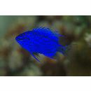 Chrysiptera springeri (Allen, 1976)