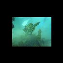 Monacanthus chinensis (Osbeck, 1765)