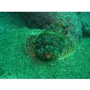 スコルパエナ・カージナリス