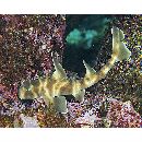 Heterodontus japonicus Maclay et Macleay, 1884