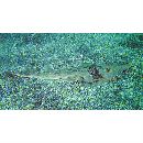 Rhinobatos schlegelii Muller et Henle, 1841