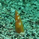 Apterichtus australis McCosker et Randall, 2005