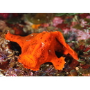 Antennarius pictus (Shaw, 1794)