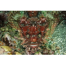 Scorpaenopsis cirrosa (Thunberg, 1793)