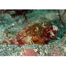 Scorpaenopsis cotticeps Fowler, 1938