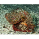 Scorpaenopsis macrochir Ogilby, 1910